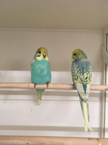 Budgerigars (Budgies)